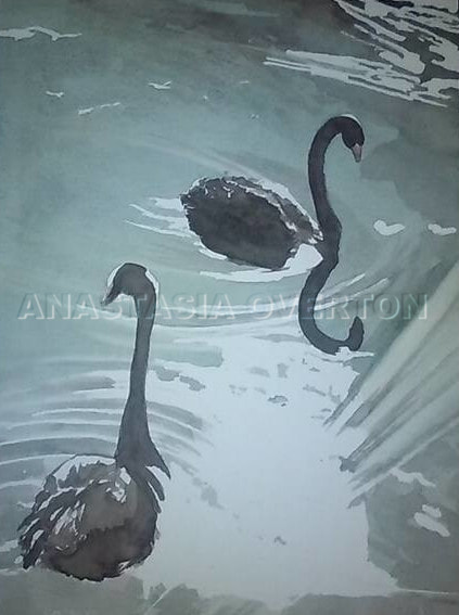 "Black Swans" watercolor by Anastasia Overton